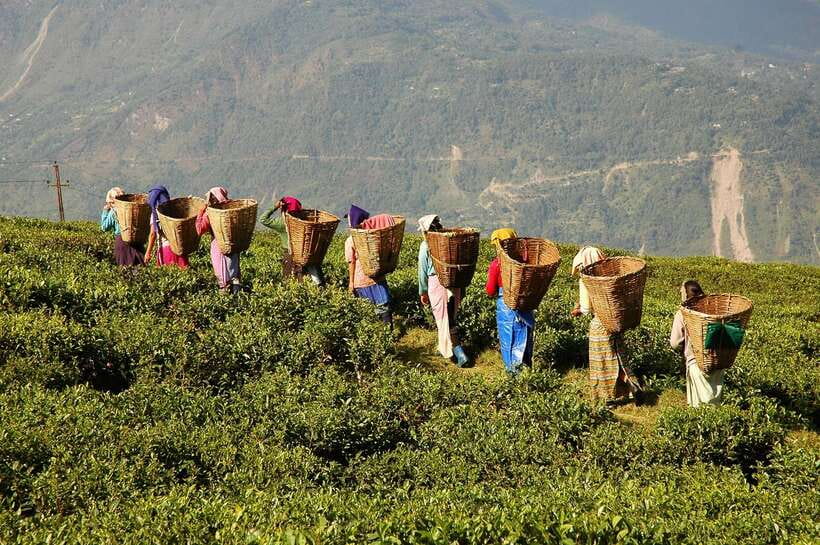 Cameron Highlands 1 Day Tour from Kuala Lumpur - Bharat Tea Plantation: The Views Are the Main Event