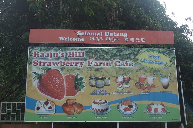 Cameron Highlands Amazing Day Trip Tour with Local Lunch - Stop 3: Raju Hill Strawberry Farm, garden time without the work