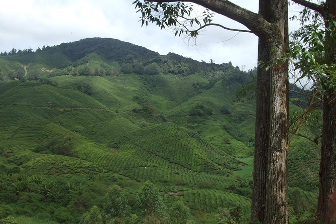 Cameron Highlands Amazing Day Trip Tour with Local Lunch - Stop 5: Ee Feng Gu Bee Farm, honey tasting, and where costs can add up