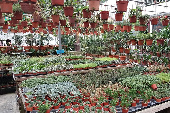 Cameron Highlands & Batu Caves Full-Day Tour - BOH tea plantation: tea culture plus cooler mountain air