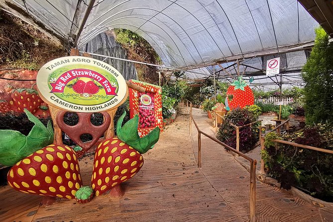 Cameron Highlands & Batu Caves Full-Day Tour - Big Red Strawberry Farm: steep hillside views and farm flavor
