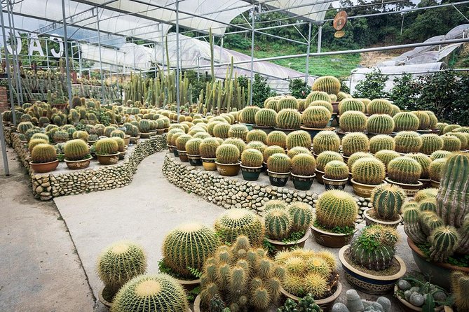 Cameron Highlands & Batu Caves Full-Day Tour - Cactus Valley: fun plant stop, but check the ticket