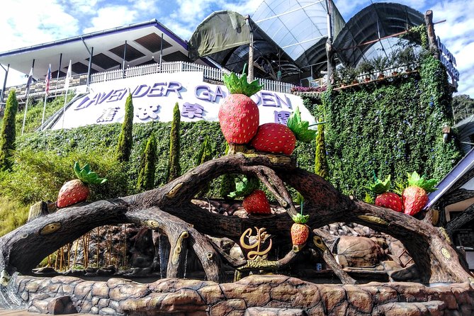 Cameron Highlands Day Trip From Kuala Lumpur - Private ride, real timing, and the traffic truth