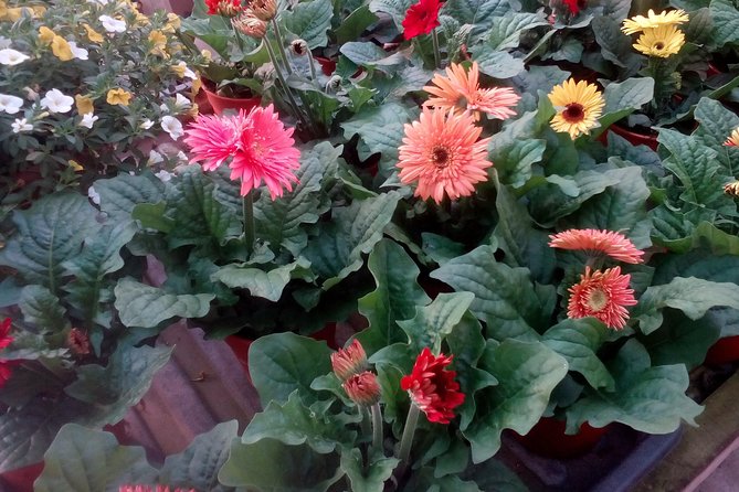 Cameron Highlands, Garden of Nature Full Day Private Guided Tour - Steam-boat Lunch: how included food changes your whole day