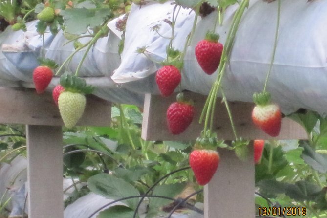 Cameron Highlands, Garden of Nature Full Day Private Guided Tour - Price and value: is $166.48 worth it for a private day?