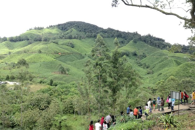 Cameron Highlands, Garden of Nature Full Day Private Guided Tour - Who should book this Cameron Highlands private guide day