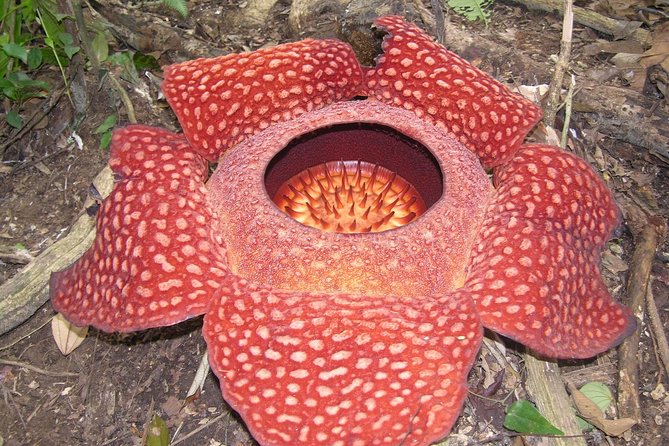 Cameron Highlands: Nature's Wonder Amazing Rafflesia Explorer - Rafflesia in the Cameron Highlands, and why it is so hard to spot