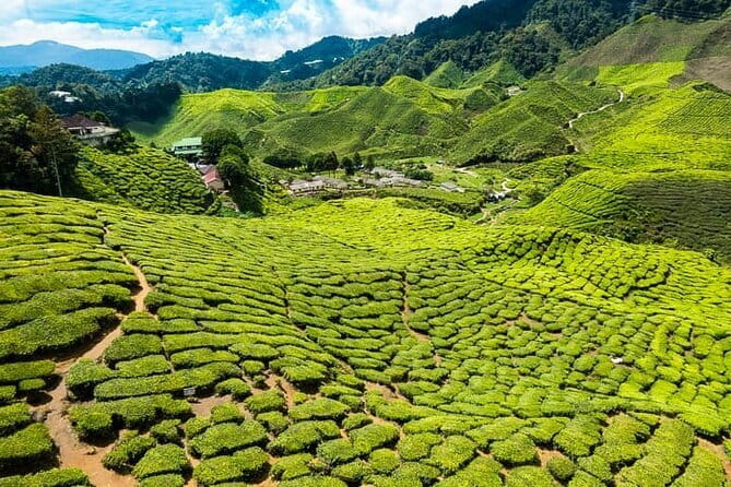 Cameron Highlands Private Day Tour from Ipoh, Package B - Mossy Forest: A Cool Nature Walk You Should Budget For