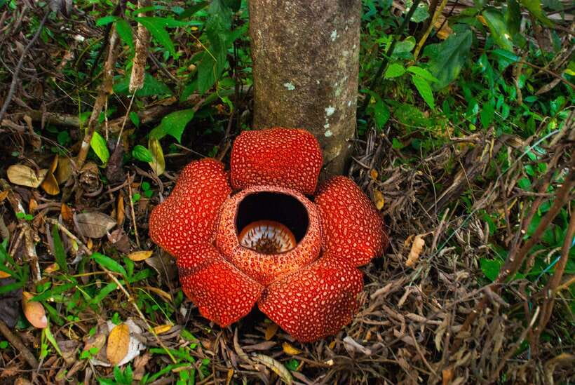 Cameron Highlands Private Day Tour from Kuala Lumpur - Cactus Valley or Lavender Garden, a colorful plant break