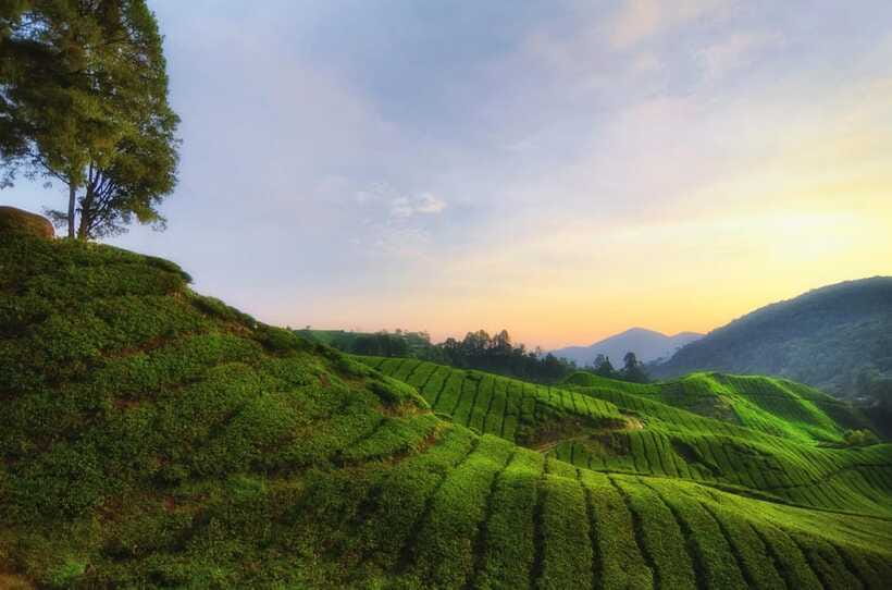 Cameron Highlands Private Day Tour from Kuala Lumpur - Should you book this Cameron Highlands private day tour?