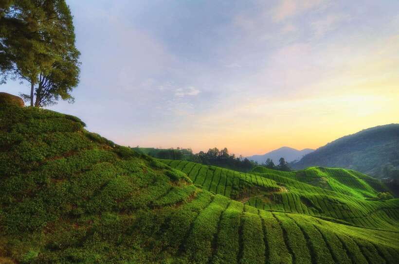 Cameron Highlands Private Day Tour from Kuala Lumpur - Boh Tea Plantation, where the tea story becomes real