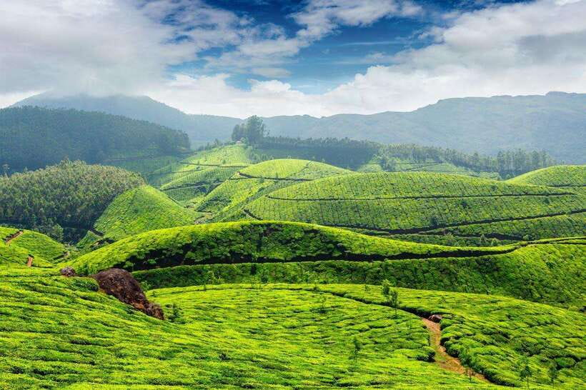 Cameron Highlands Private Day Trip - Quick hits: what makes this Cameron Highlands day trip work
