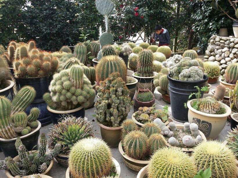 Cameron Highlands Private Day Trip - Why a private Cameron Highlands day trip is such a smart use of time