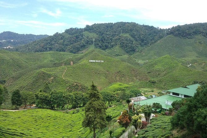 Cameron Highlands Sightseing Tour - Key Highlights You’ll Actually Care About
