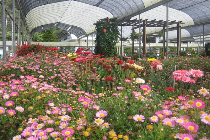 Cameron Highlands Sightseing Tour - From Tanah Rata: The Comfort Shortcut