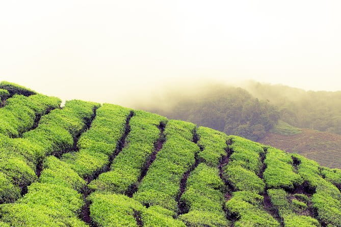 Cameron Highlands Sightseing Tour - Sam Poh Buddhist Temple: A Calm Pause in the Middle