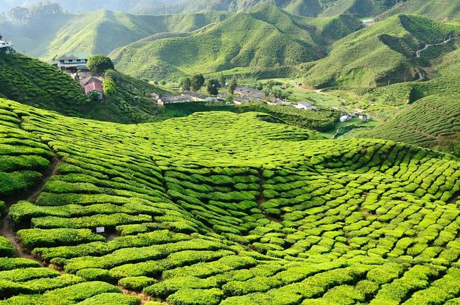 Cameron Highlands Sunrise Discovery - Key Highlights You Should Know Before You Go