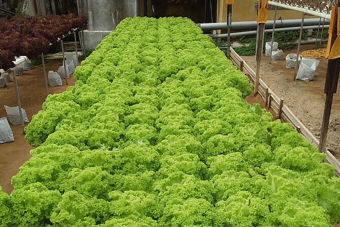 Cameron Highlands Sunrise Discovery - Price and Value: What Your $60 Covers, and What Costs Extra