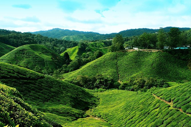 Cameron Highlands Tour from Kuala Lumpur - Butterfly Garden: a free, low-effort way to break up the day