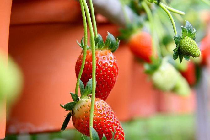 Cameron Highlands Tour from Kuala Lumpur - Bee farm and honey learning: what to expect when the route changes
