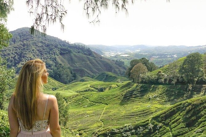 Cameron Highlands Tour from Kuala Lumpur - Strawberry farm with actual picking: best for fruit lovers and kids-at-heart