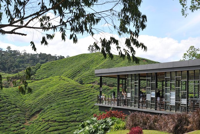 Cameron Highlands Tour From Kuala Lumpur (Private Tour) - BOH Tea Centre timing: when tea fields are open