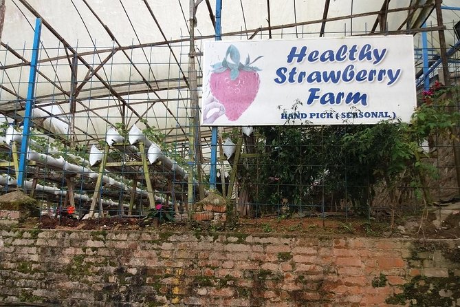 Cameron Highlands Tour From Kuala Lumpur (Private Tour) - Bee farms and honey learning: small stops with real charm