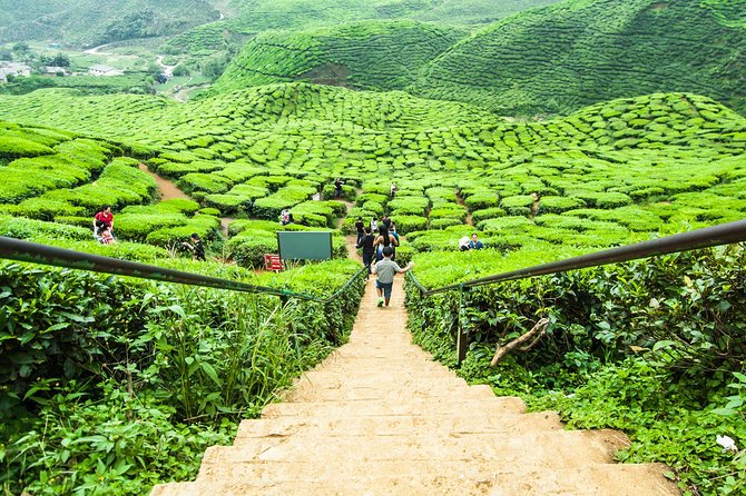Cameron Highlands Tour on Private Basis - Vegetable farms, vegetable market, honey bee farm, and what you learn