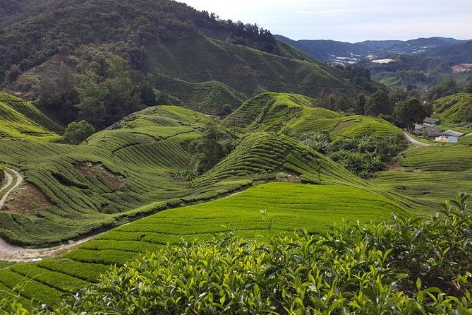 Cameron Highlands with Lunch Guided Day Tour (SIC/Shared Tour) - Key things that make this tour click