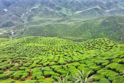 Cameron Highlands with Lunch Guided Day Tour (SIC/Shared Tour)