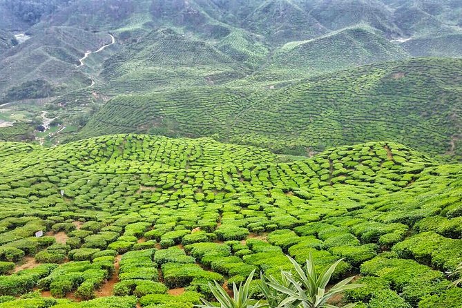 Cameron Highlands with Lunch Guided Day Tour (SIC/Shared Tour) - Hotel Pickup and the Shared-Group Reality