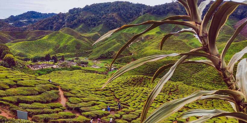 Cameroon Highland : Best nature in highland - Cameron Highlands, the cool plateau you feel fast
