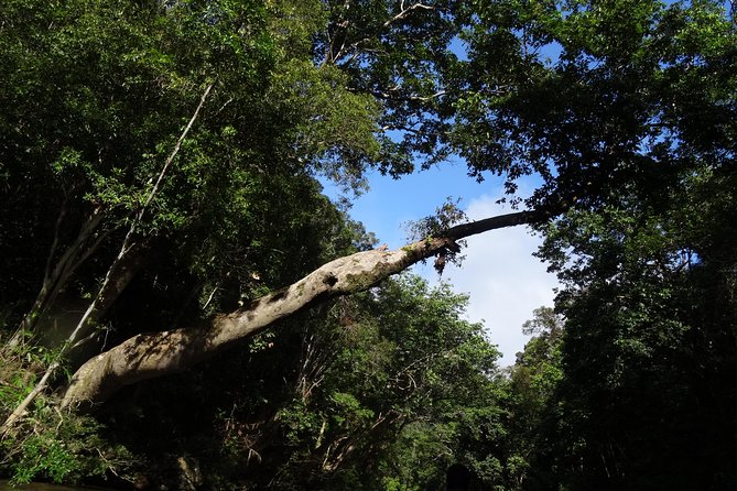 Day Tour Aborigine Village @ Rainforest Taman Negara + Batu Caves - Canopy walk and viewpoint climbs: great views, real sweat