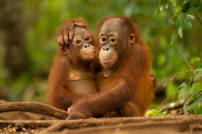 Day Trip Sepilok Orang-utan And City Tour - Key highlights at a glance