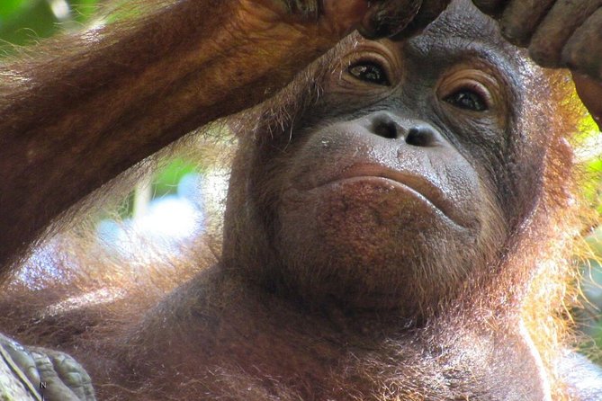 Day Trip Sepilok Orang-utan And City Tour - Practical packing checklist for orangutans and tropical weather