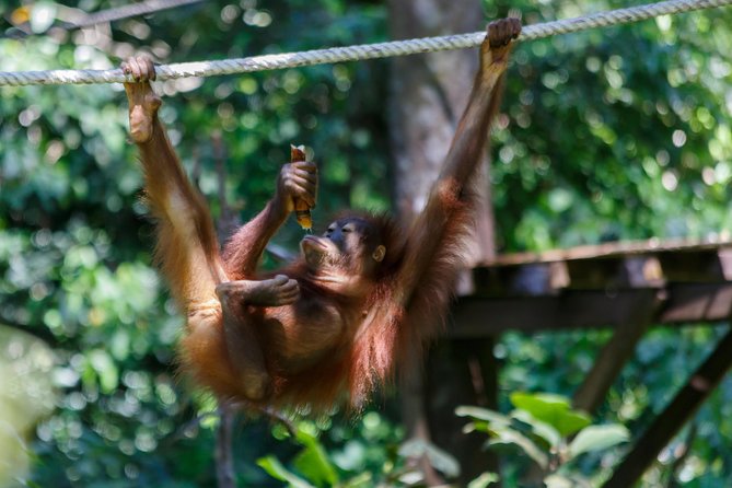 Day Trip Sepilok Orang Utan & Labuk Bay Proboscis Monkey - Why this Sandakan wildlife run beats piecing it together