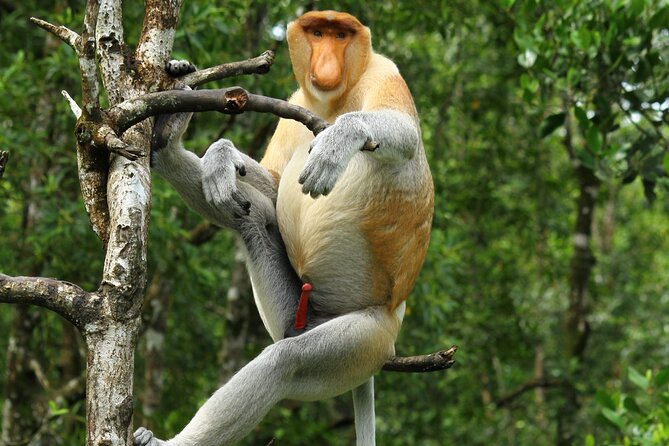 Day Trip Sepilok Orang Utan & Labuk Bay Proboscis Monkey - The sun bear stop near Sepilok: why it fits the route