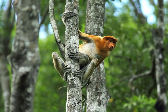 Day Trip Sepilok Orang Utan & Labuk Bay Proboscis Monkey - The 10-hour day: 4:30am start, timing, and how to plan flights