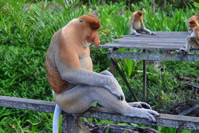 Day Trip Sepilok Orang Utan & Labuk Bay Proboscis Monkey - Price and value: what $176 covers, and what you should budget for