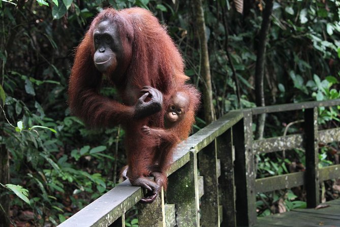 Day Trip Sepilok Orang Utan & Labuk Bay Proboscis Monkey - Sepilok Orangutan Rehabilitation Centre: feeding-platform time and what you’re seeing