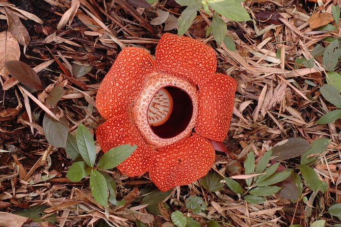 Day Trip to Kinabalu Park and Poring Hot Spring Guided Tour - Rafflesia sightings: high chance, not a promise, and it can cost extra