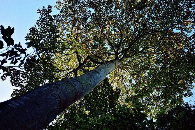 Dragonback Trek - What the trail actually gives you: jungle on one side, KL on the other