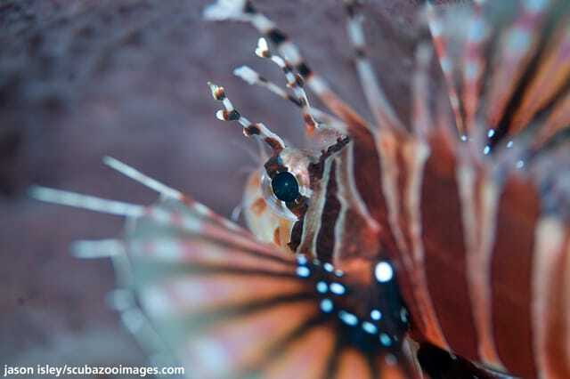 Enjoy 3 Fun Dives in Kota Kinabalu | Certified Divers - The 7-hour rhythm, from DBKK Jetty to island lunch and back