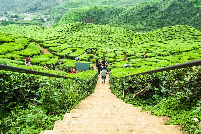 Explore Cameron Highlands: Full-Day Tour with Scenic Batu Caves - Morning from Kuala Lumpur: 7:00 am pickup and the ride north
