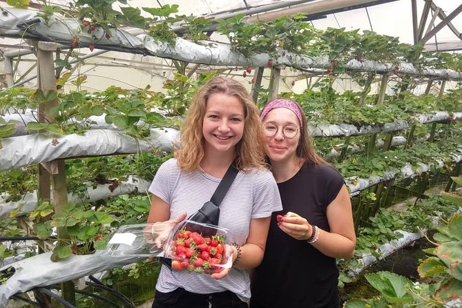 Explore Cameron Highlands: Full-Day Tour with Scenic Batu Caves - Honey and bee farms: learning stops that work even if you hate tours