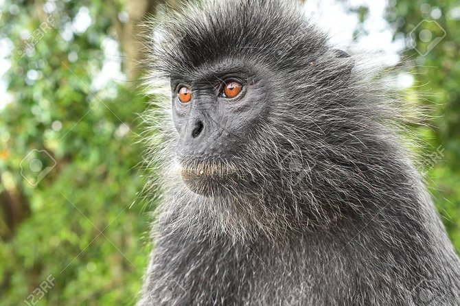 Fireflies Cruise with Batu Cave Visit and Seafood Dinner - A 6-Hour Route That Packs Temples, Monkeys, and Fireflies