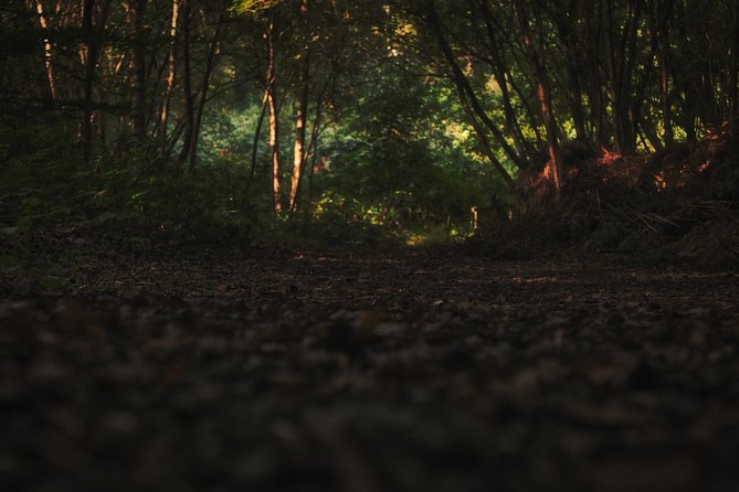 Fireflies Tour in Cherating - What you might notice during the best part of the night