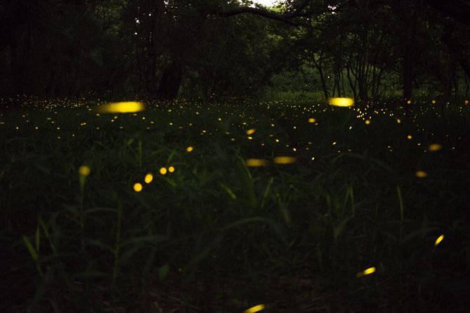 Fireflies Tour in Cherating - Where the tour starts, and what you do first
