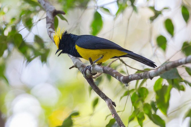 Fraser's Hill Bird-Watching & Nature Sightseeing Tour from Kuala Lumpur - Key Things To Know Before You Go