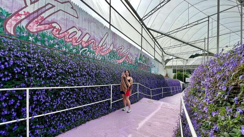From Kuala Lumpur: Cameron Highlands Day Tour with Lunch - Key Things To Know Before You Go